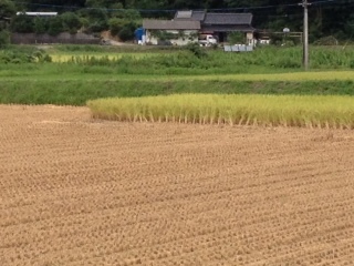 田んぼ収穫スタート2.JPG